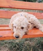 Labradoodles te koop, Dieren en Toebehoren, Standaard, Rabiës (hondsdolheid), 15 weken tot 1 jaar, Buitenland