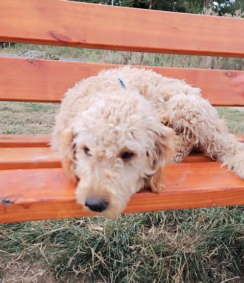Labradoodles te koop, Dieren en Toebehoren, Honden | Teckels en Dashonden, Meerdere dieren, Ruwhaar, Standaard, Fokker | Professioneel