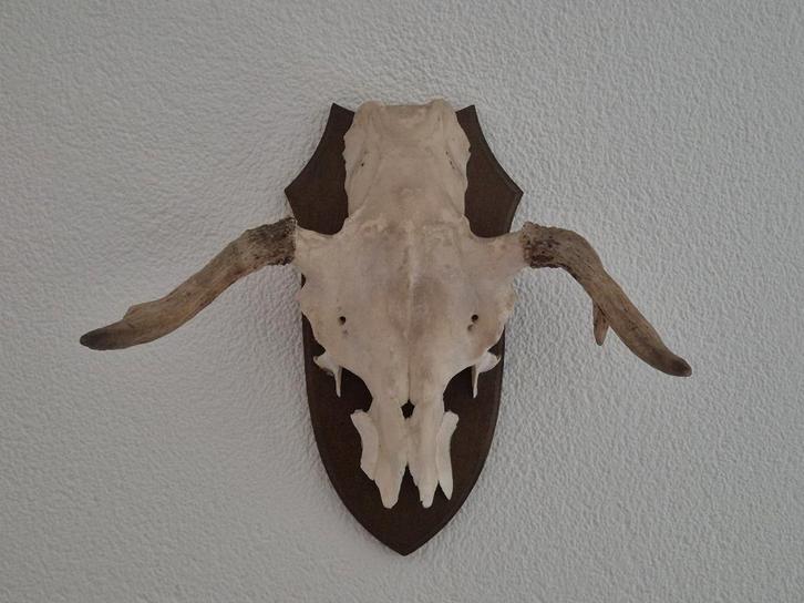 Prachtige Eland Schedel Met Gewei Jacht Mancave f28, Verzamelen, Dierenverzamelingen, Zo goed als nieuw, Schedel, Hert, Ophalen of Verzenden