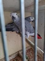 Koppel grijze roodstaarten, Dieren en Toebehoren, Vogels | Parkieten en Papegaaien, Meerdere dieren, Papegaai