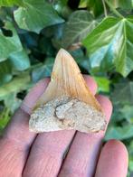 Megalodon haaientand, fossiel, Indonesië 8, Verzamelen, Mineralen en Fossielen, Ophalen of Verzenden, Fossiel