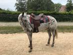 Westernzadel 16 inch full quarter Pools, Dieren en Toebehoren, Paarden en Pony's | Zadels, Western, Zo goed als nieuw, Ophalen