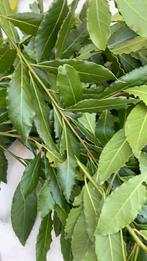 Bosje vers geplukte of gedroogde biologische laurier, Ophalen of Verzenden