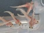 Axolotl, Dieren en Toebehoren, Overige typen