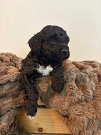 Maltipoo, Dieren en Toebehoren, Rabiës (hondsdolheid), Overige rassen, 8 tot 15 weken, Meerdere dieren