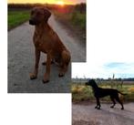 Duitse staande x rhodesian ridgeback pups  verwacht, Dieren en Toebehoren, Honden | Beagles, Bassets en Lopende honden, Rabiës (hondsdolheid)
