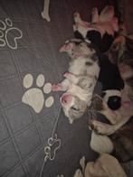 Mooie welsh corgi Cardigan, Dieren en Toebehoren, Reu, 8 tot 15 weken, CDV (hondenziekte), Eén hond