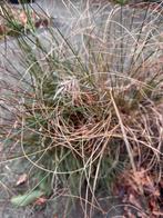 Gratis af te halen siergras, Ophalen, Siergrassen, Volle zon