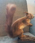 taxidermie taxidermy Opgezette "rode eekhoorn" met nootje, Verzamelen, Dierenverzamelingen, Ophalen of Verzenden, Zo goed als nieuw