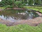 Twentse landgans, Dieren en Toebehoren, Ophalen, Drinken en Voederen