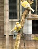 Kanaries, Meerdere dieren, Kleurkanarie