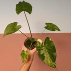 Alocasia Gageana Albo Variegata, Overige soorten, Minder dan 100 cm, Groene kamerplant, Halfschaduw