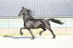 Friese Ster merrie met vol papier, Dieren en Toebehoren, Paarden, Merrie, Gechipt, Dressuurpaard, 160 tot 165 cm