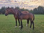 Hengst veulen Gelders  (v. Fontaine), Minder dan 160 cm, Niet van toepassing, Dressuurpaard, 0 tot 2 jaar