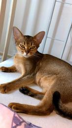 Ambertje zoekt een warme huis, Dieren en Toebehoren, Katten en Kittens | Raskatten | Korthaar, Poes, Gechipt, 3 tot 5 jaar