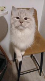 Ragdoll kittens, Meerdere dieren, Gechipt, 0 tot 2 jaar