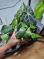 Philodendron white knight, Ophalen of Verzenden, Zo goed als nieuw, Overige typen