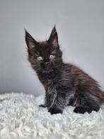 Maine Coon kittens met stamboom, Russische lijn, Dieren en Toebehoren, Meerdere dieren, Met stamboom, 0 tot 2 jaar