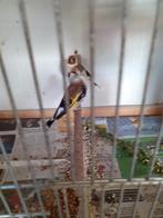 Koppel onverwante majoor putters geringd 2023.loiw., Meerdere dieren, Wildzangvogel, Geringd