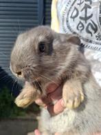 Prachtige konijntjes meteen beschikbaar!, Dieren en Toebehoren, Konijnen, Meerdere dieren, Dwerg, 0 tot 2 jaar