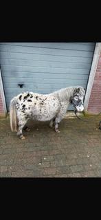 Dractige appaloosa merrie, Dieren en Toebehoren, Merrie
