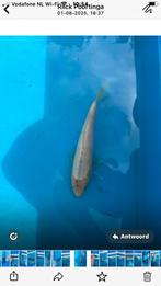Mooie koi, Dieren en Toebehoren, Vissen | Vijvervissen, Karper of Koi