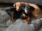 Dwergpincher pups, CDV (hondenziekte), 8 tot 15 weken, Meerdere, Meerdere dieren