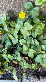 Bos aardbei biologische plantjes per 10 stuks 4€, Ophalen of Verzenden, Eenjarig, Groenteplanten, Volle zon