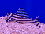Aquarium, Vis