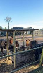 Shetlander/Pony stalling -Hierden, Dieren en Toebehoren, Stalling en Weidegang