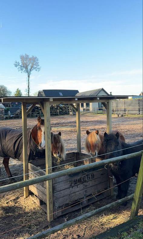 Shetlander/Pony stalling -Hierden, Dieren en Toebehoren, Stalling en Weidegang