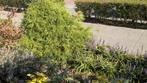 Conifeer, Chamaecyparis Pisifera, Japanse Cipres, Ophalen, Gebruikt, Minder dan 10 m²