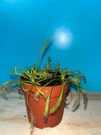 Drosera ‘capensis alba’ vleesetende plant plantjes 1, Overige soorten, Ophalen of Verzenden, Minder dan 100 cm, Bloeiende kamerplant