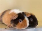 Te koop us teddy cavia beertjes, Dieren en Toebehoren, Knaagdieren, Cavia, Augustus, Mannelijk, Tam