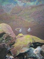 ophthalmotiliapia boops kashia island, Vis