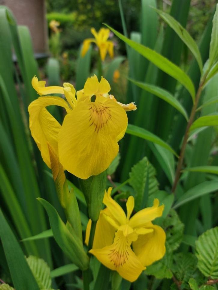 gele lis, vijverplant, bijna gratis, vanaf € 1,50, Tuin en Terras, Planten | Tuinplanten, Vaste plant, Vijverplanten, Halfschaduw