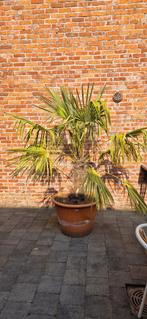 grote palmboom ( met pot +-170cm), Ophalen, Volle zon, Palmboom, 100 tot 250 cm