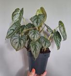 Philodendron brandtianum, Huis en Inrichting, Kamerplanten, Ophalen, Overige soorten, Minder dan 100 cm