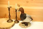 Taxidermie - opgezette eend, Verzamelen, Ophalen of Verzenden, Zo goed als nieuw, Vogel, Opgezet dier