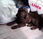 Chocolade bruine Cockapoo pup teef 7mnd zoekt nieuw thuis, 15 weken tot 1 jaar, Overige rassen, Teef, Eén hond