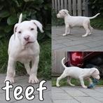 American bully xl pups, Overige rassen, 8 tot 15 weken, CDV (hondenziekte), Meerdere