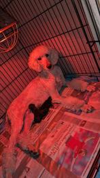 2 Super lieve knappe bernedoodle pups, Overige rassen, 8 tot 15 weken, Meerdere, Meerdere dieren