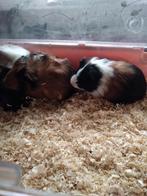 Cavia ,jonge beertjes, Dieren en Toebehoren, Knaagdieren, Cavia, November, Meerdere dieren, Tam