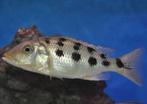 Malawi cichliden Fossorochromis rostratus, Dieren en Toebehoren, Vissen | Aquariumvissen, Vis