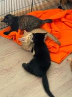 Kittens, Dieren en Toebehoren, Katten en Kittens | Raskatten | Korthaar, Meerdere dieren, Ontwormd, 0 tot 2 jaar