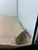 Synodontis njassae, Vis