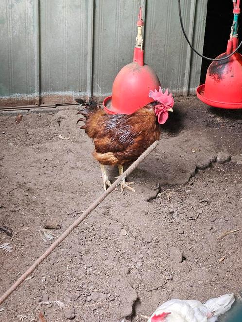 Diverse hanen te koop, Dieren en Toebehoren, Pluimvee, Kip, Meerdere dieren