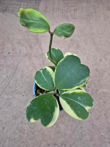 Hoya Kerrii Variegata p12 (3) beschikbaar voor biedingen