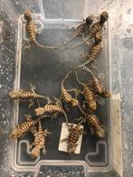 Baby dwerg baardagaam - pogona henrylawsoni -dwergbaardagaam, Dieren en Toebehoren, Reptielen en Amfibieën, Hagedis, Tam, 0 tot 2 jaar