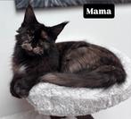 Maine Coon kittens, Meerdere dieren, 0 tot 2 jaar